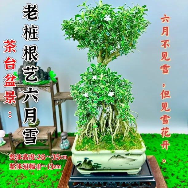 老桩提根六月雪开花带花盆景室内客厅茶室开花高度茶桌绿植高级感