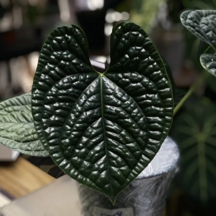 女王之心 红水晶 奢华 帝王 希尼亚 三角洲 小钻石花烛一物一拍