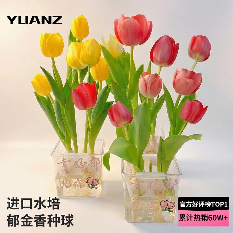 水培郁金香种球大号种子盆栽成活带芽花苞土培种植开花进口正版商品图