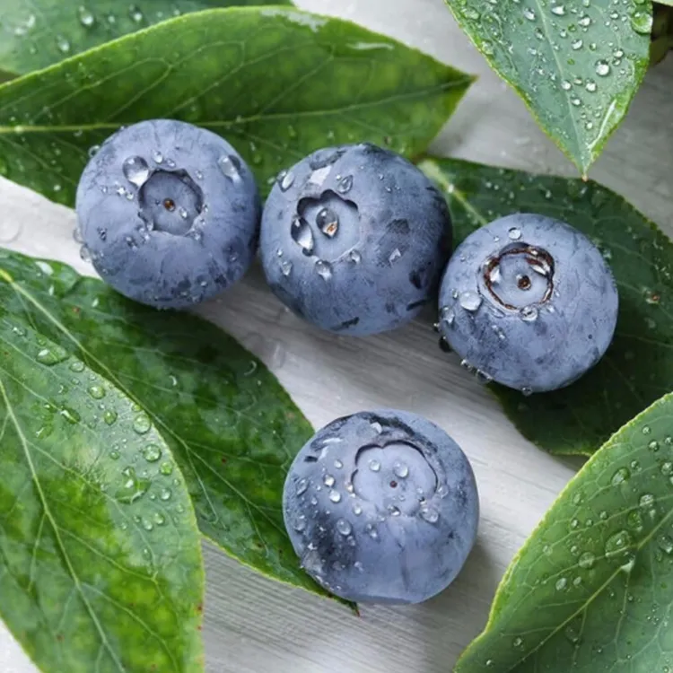 【均礼】云南蓝莓4盒/12盒装果径15mm+/18mm+ 125g/盒