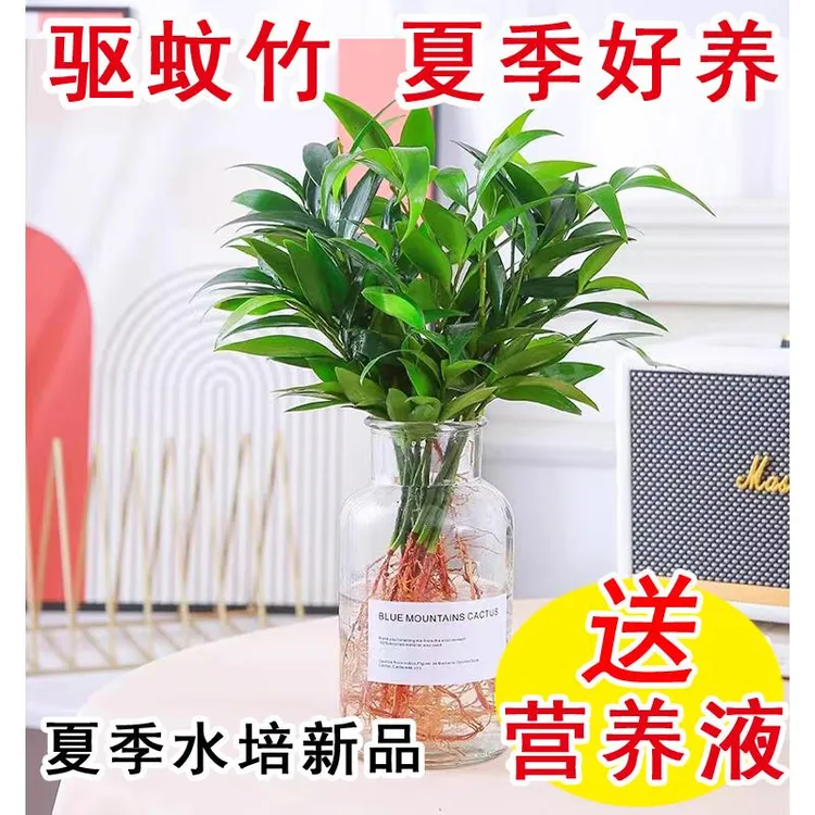 竹柏盆栽水培新宠驱蚊植物室内客厅卧室桌面绿植盆栽花卉四季常青