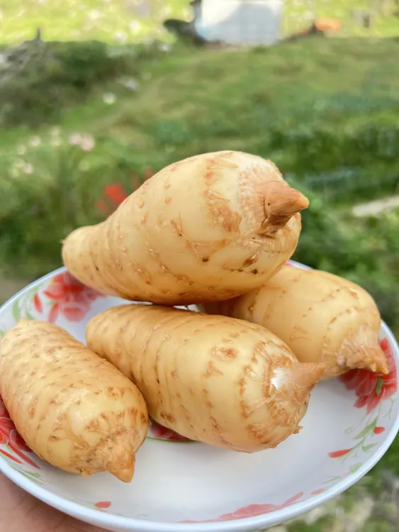天麻 湖北宜昌高山林下仿野生种植天麻 煲汤 泡酒 炖肉 熬水喝