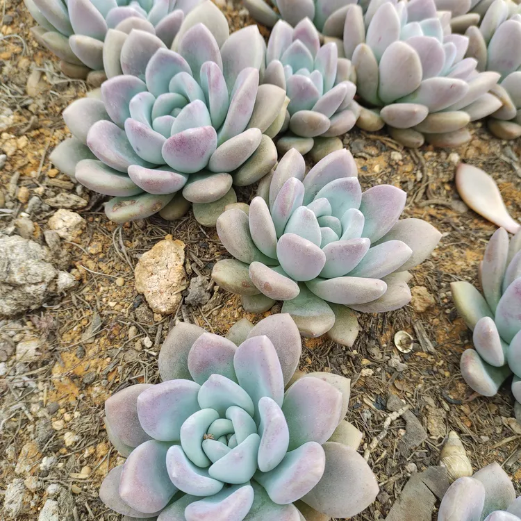 地栽奥普琳娜，冠幅12CM以上，裸根发货，断枝断叶不售后