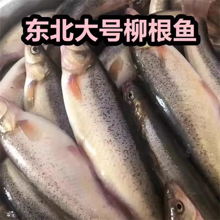 【大勇专属】柳根鱼东北黑龙江特产冷水鱼顺丰空运包邮{保鲜不保活}