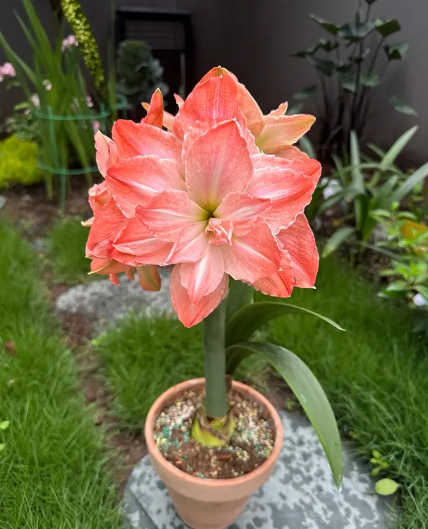 栖野绿境 新球荷兰进口重瓣朱顶红【火烈鸟黛丝】1颗包邮