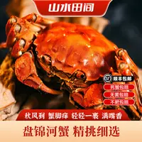 盘锦河蟹全鲜活发货 0.9-1.2两母 2/3斤 顺丰冷链直达