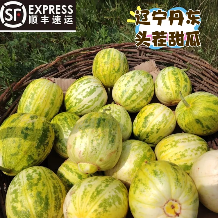 丹东自家头茬精密甜瓜五斤花姑娘香瓜凤城香瓜新开园顺丰包邮