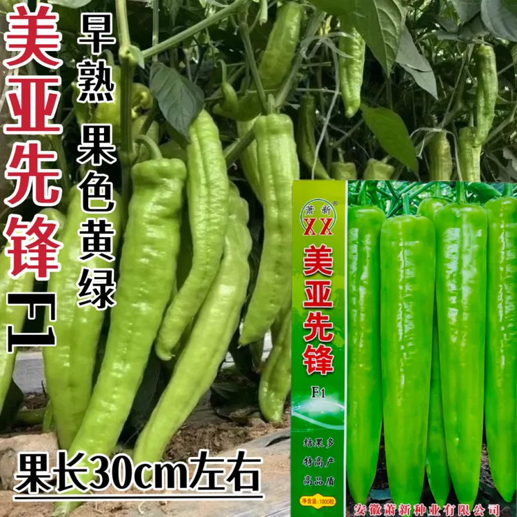 早熟高产抗病耐热耐寒粗长羊角型辣椒种子春秋季播种