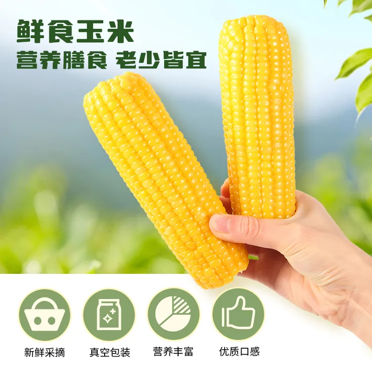 【试吃2根】正宗东北粗粮十月玉米糯玉米黄糯香甜粘苞米早餐代餐