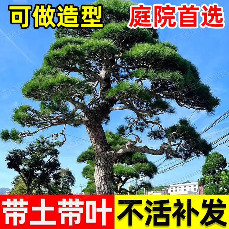 罗汉松树苗大树雀舌米叶迎客松老树桩别墅庭院盆栽盆景造型大树种
