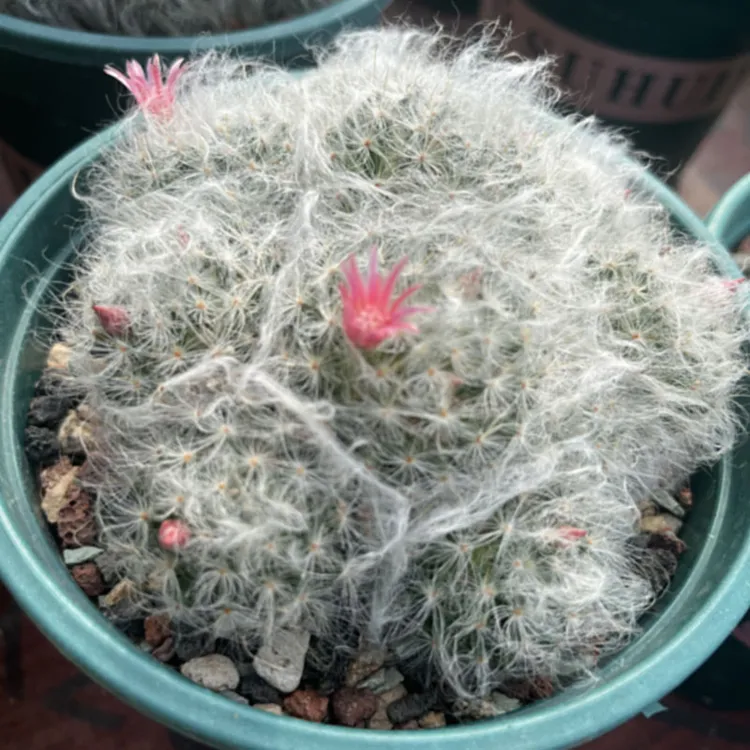 【白云高纱仙人球】 室内植物 可爱软毛 不扎手  多肉盆栽