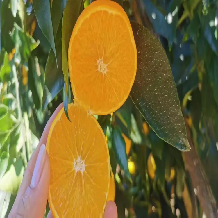 秭归爱媛38号果冻橙新鲜当季水果薄皮橙子整箱包邮