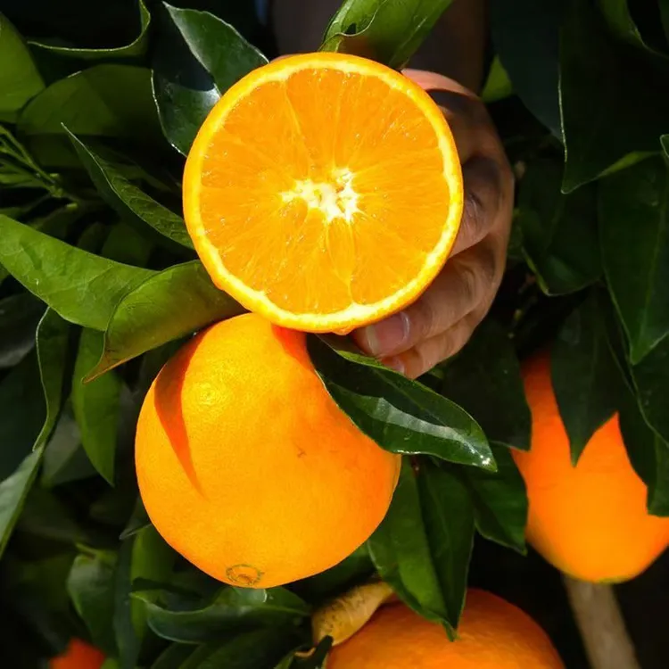 脐橙香甜解渴新鲜应季新会茶枝柑橙子金桔脆蜜阳光一号