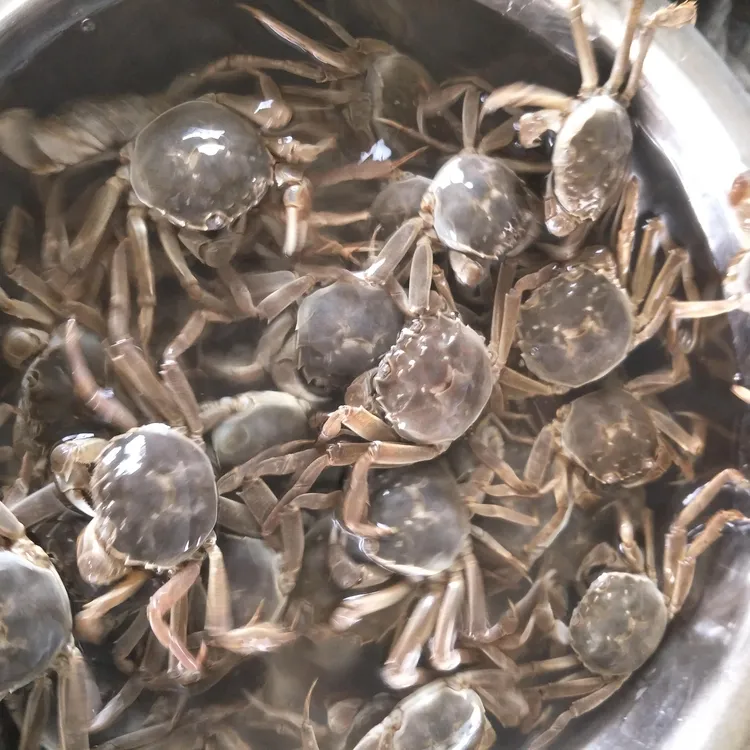 【活蟹公母】江苏河蟹公母蟹0.9-1.2两小蟹15只送5只顶盖肥小毛蟹