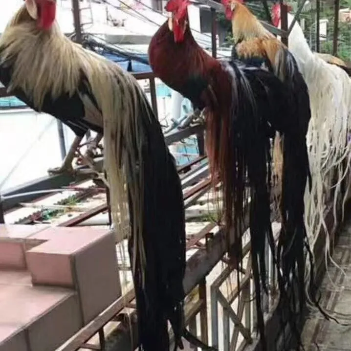 冯氏珍禽长尾鸡宠物鸡 4 个月