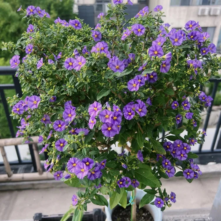 蓝花茄棒棒糖盆栽种植花园庭院阳台室外易养护观赏植物