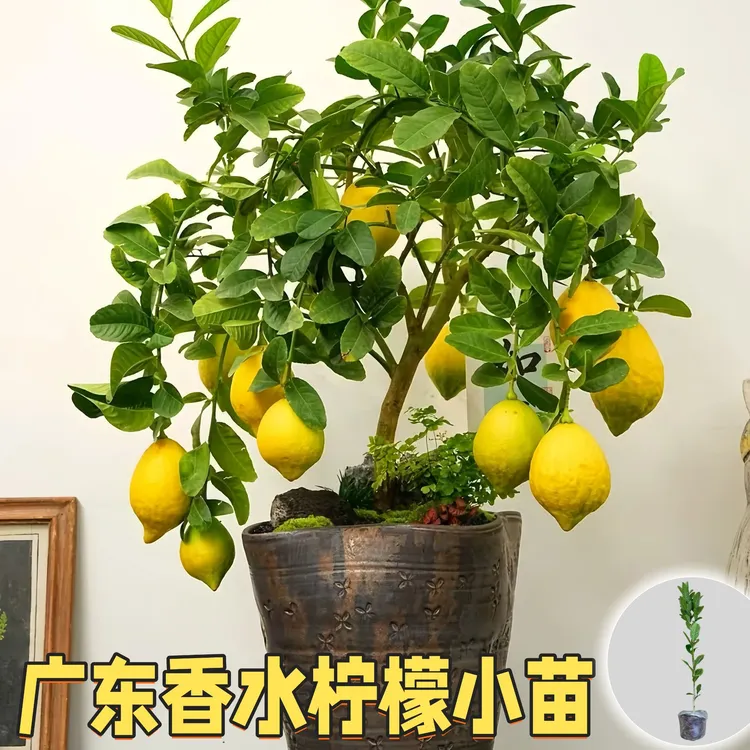 四季香水柠檬树苗果树苗室内外摆放阳台地栽盆栽绿植物四季结果