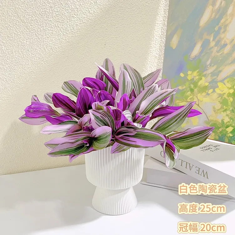 油画婚礼吊兰老桩变色梦幻紫色爆盆养观叶花卉绿植盆栽好养易活