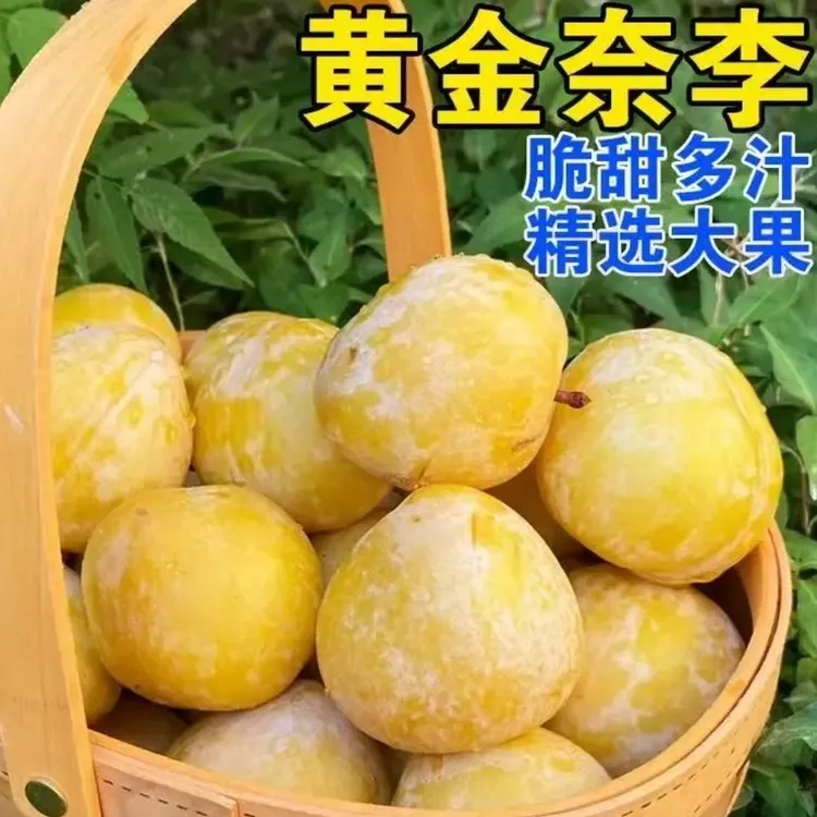 湖南正宗炎陵黄金奈李10斤现摘现发脆甜多汁应季孕妇水 果