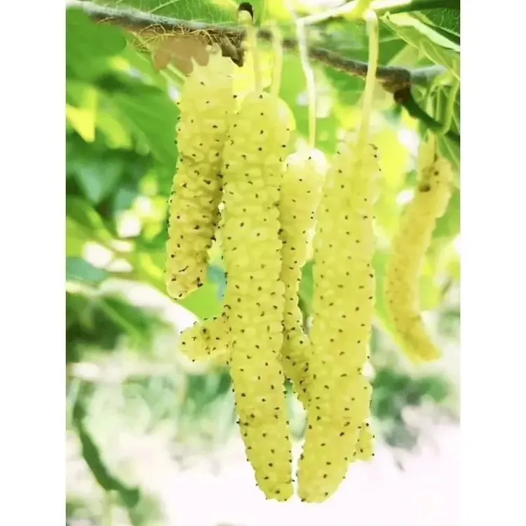 新品种香金葚桑葚苗嫁接桑树苗香味浓郁南方北方种植全国四季结果