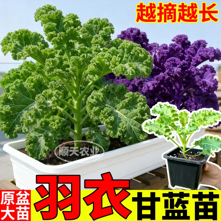 盆栽羽衣甘蓝苗秧原盆大苗高产耐寒绿紫粉蓝羽衣甘蓝苗食用观赏