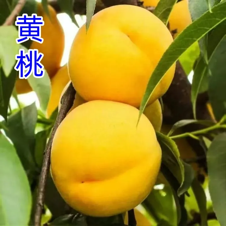 正宗嫁接桃树苗黄桃树苗适合南北方庭院种植桃树苗当年结果桃树苗