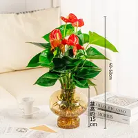 水培红掌室内盆栽40-50cm高植物易活开花绿植好养带肥料带盆