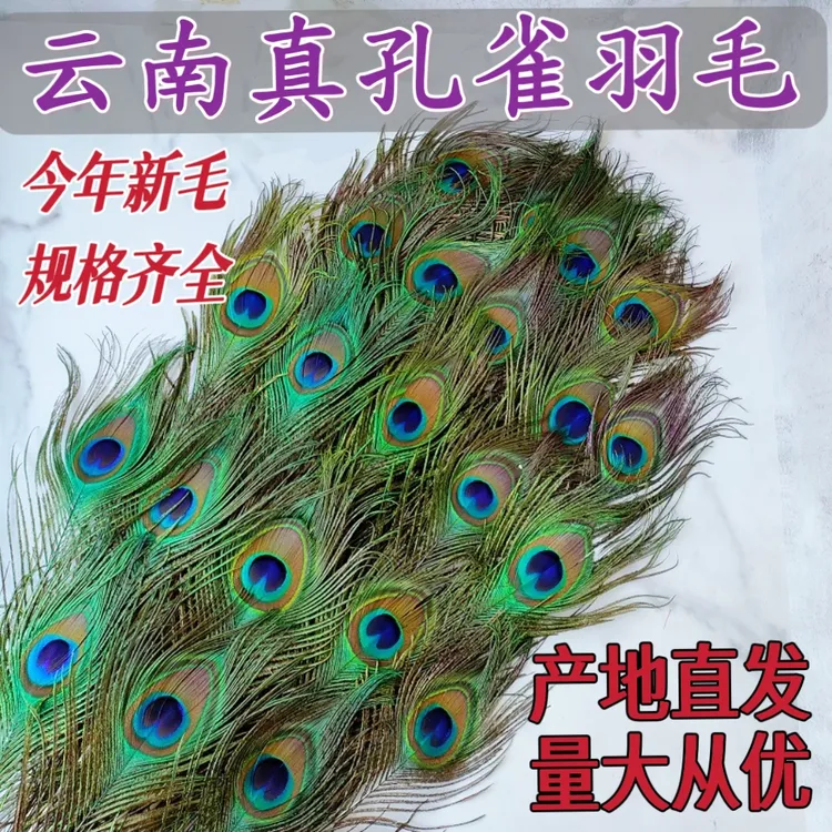 云南天然真孔雀羽毛翎尾当季新毛家居装饰品摆件插花