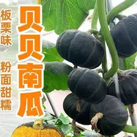 【满五包包邮】贝贝南瓜种子绿贝黑贝板栗小南瓜高产田园农庭院阳