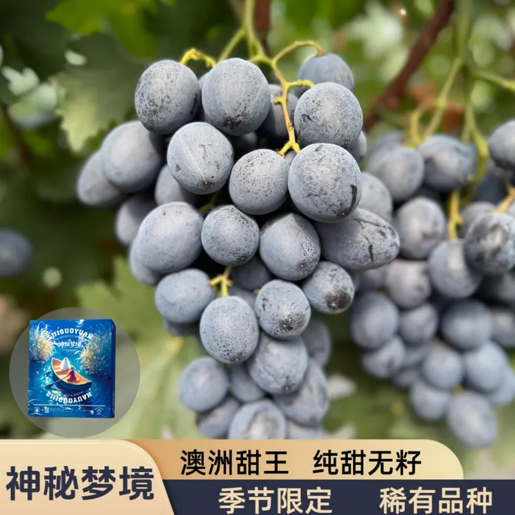 【神秘梦境】MysteriousDream无籽黑提脆甜多汁稀少孕妇水果葡萄