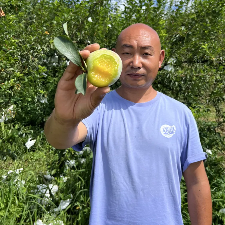 黄心绿宝石李子苗