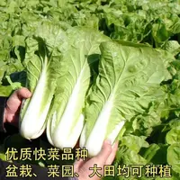 蔬菜25天速生快菜四季奶油小白菜鲜嫩阳台易四季籽易四季播种耐热