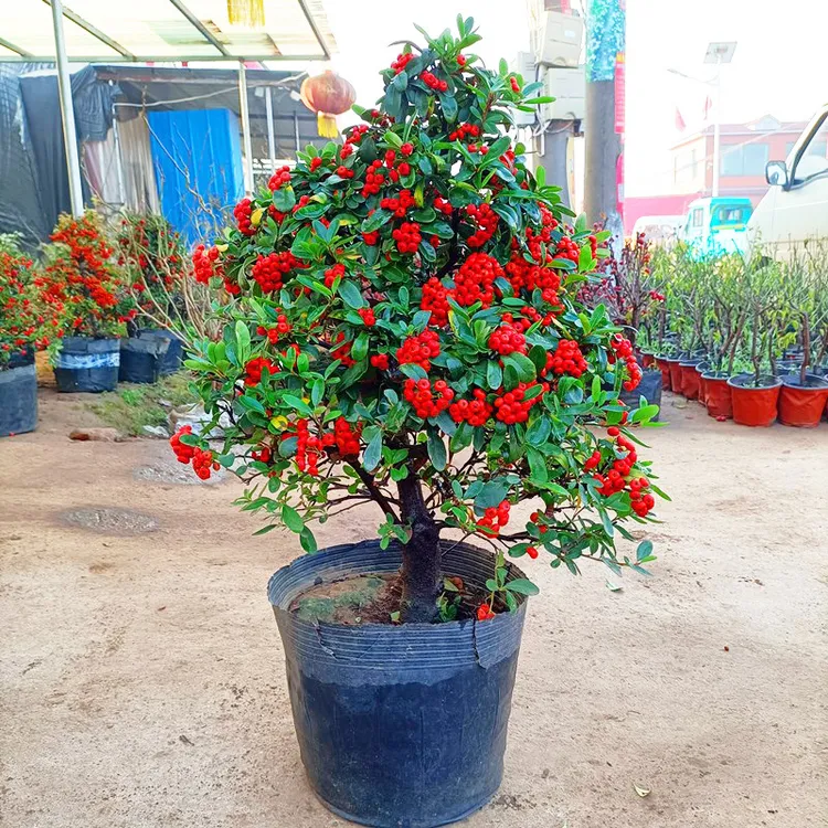 火棘金玉满堂鸿运果无刺枸骨球盆栽四季常青耐寒耐热适用于庭院