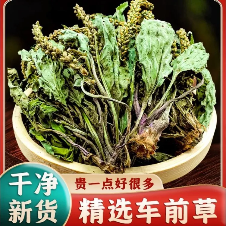 带根车前草野生干货官方旗舰店新鲜中药材正品泡水喝