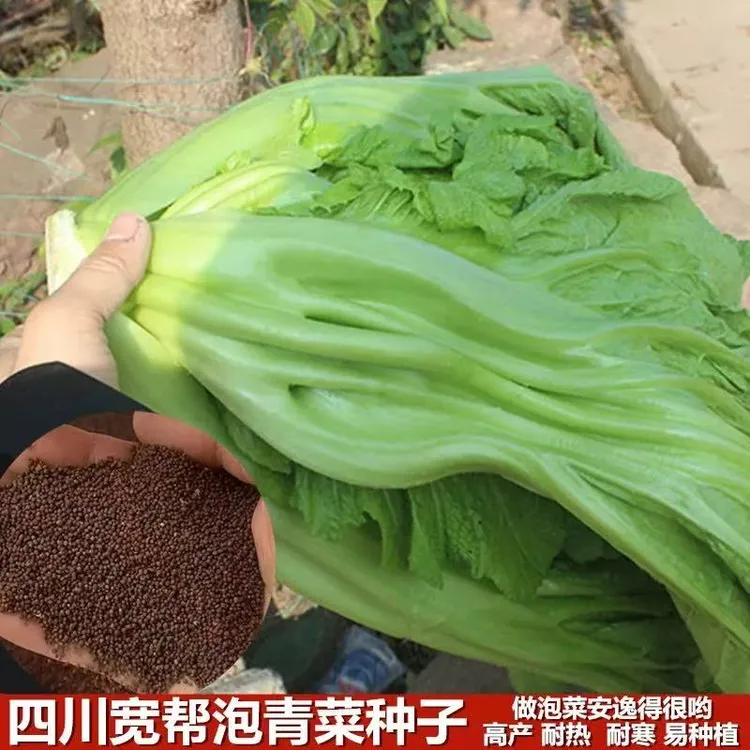四川大叶泡青菜种子芥菜盖菜宽邦青菜可做酸菜的蔬菜耐寒高产楼顶