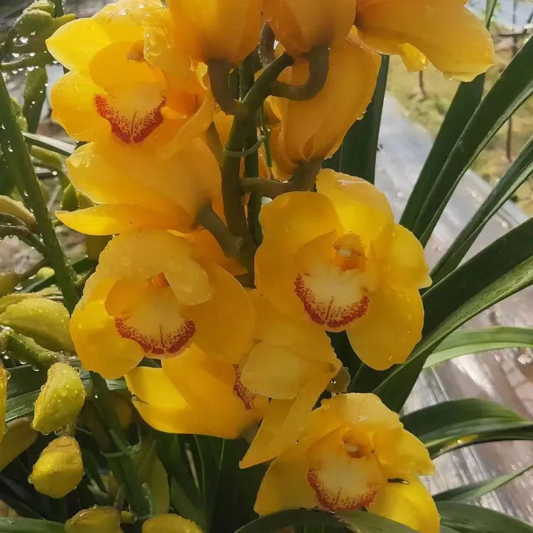 大花蕙兰黄金岁月（黄金万两香水百合）