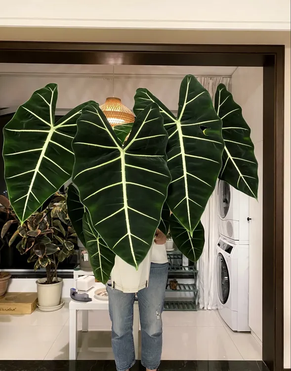 植物时光绿鹅绒海芋盆栽室内高端好养观叶绿植适合办公桌窗台
