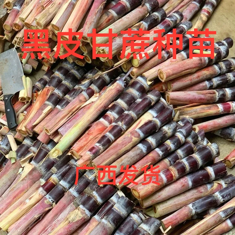 广西黄金水果甘蔗种苗黄皮黑皮带芽点新鲜南北可种种苗当年成熟
