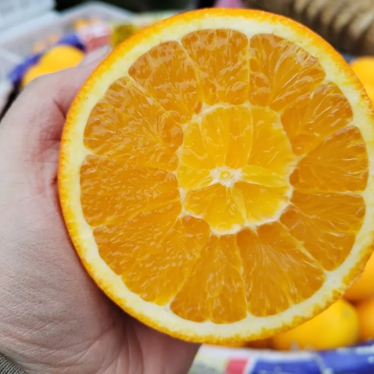 纽荷尔甜橙秭归脐橙正宗纽荷尔长红圆红孕妇新鲜水果3/5/9斤包邮