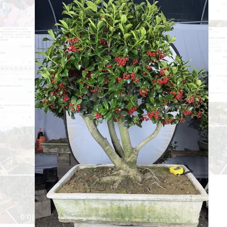 金玉满堂无刺枸骨盆景桩四季常青观果耐寒适合室内外摆放盆栽老桩