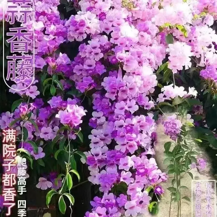 【蒜香藤种子】紫铃藤爬藤花卉植物篱笆花架凉亭围墙美化 耐热种子