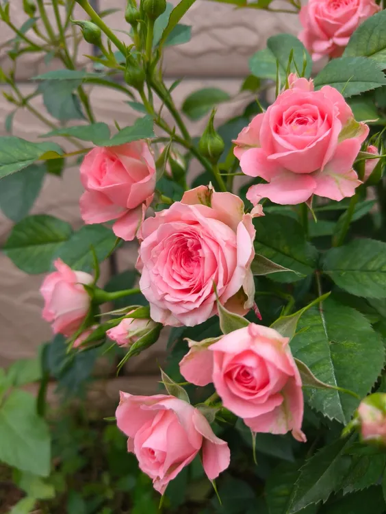 月季新手易养月季盆栽多季节开花适合鲜花阳台庭院种植