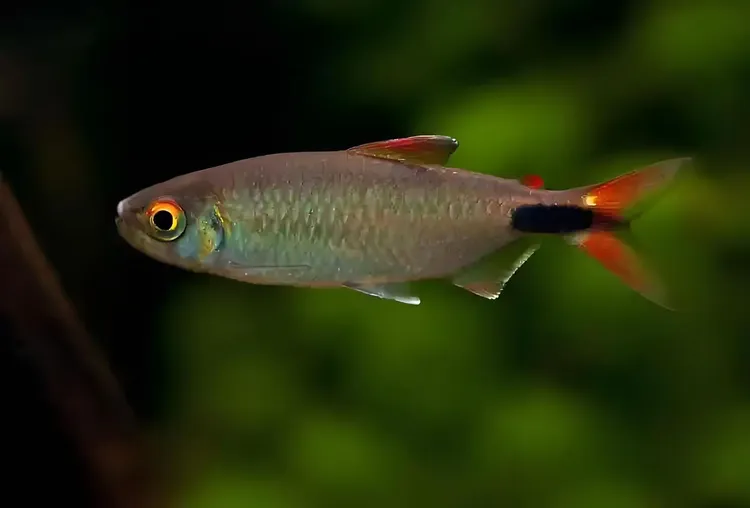 彩虹绿刚果草缸群游鱼淡水热带观赏鱼活体鱼