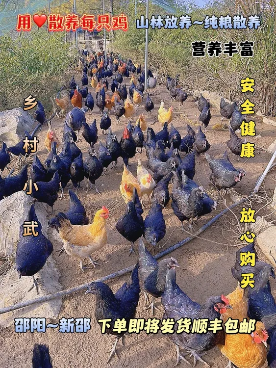 乡村小武农村散养鸡五黑鸡母鸡重量2.5-3斤左右，活体发货顺丰包邮