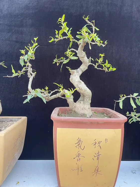 八年大红袍石榴盆景素材，爆款分享推荐，国庆中秋双节放漏，开抢