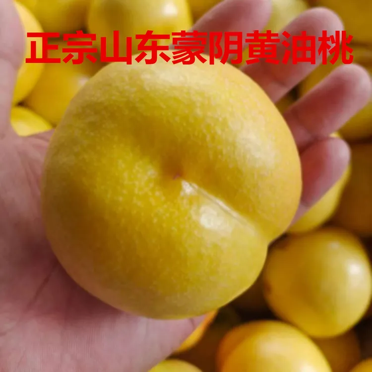 正宗蒙阴黄油桃脆甜黄金油桃蜜桃新鲜水果黄心油桃黄桃油桃