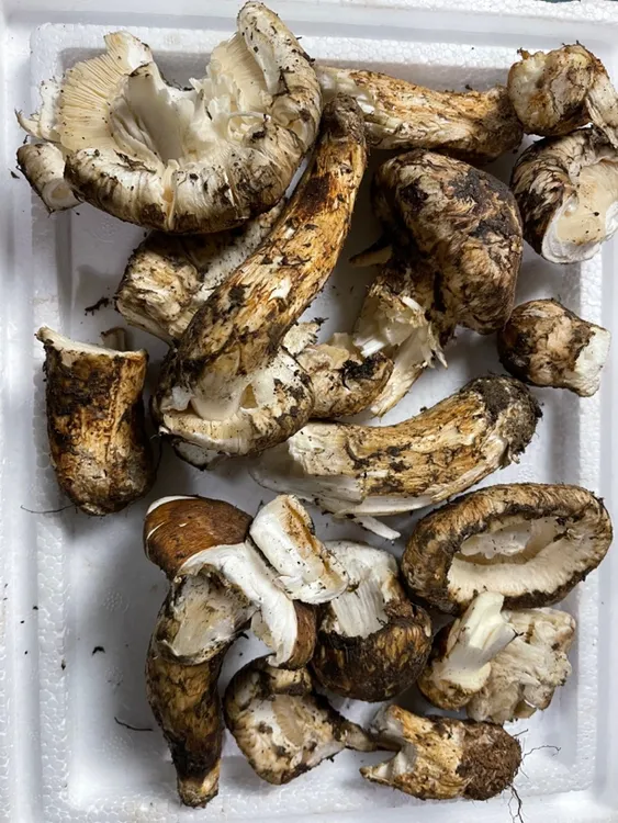 特价松茸自吃款（开花，破损有虫洞）介意勿拍（不售后）