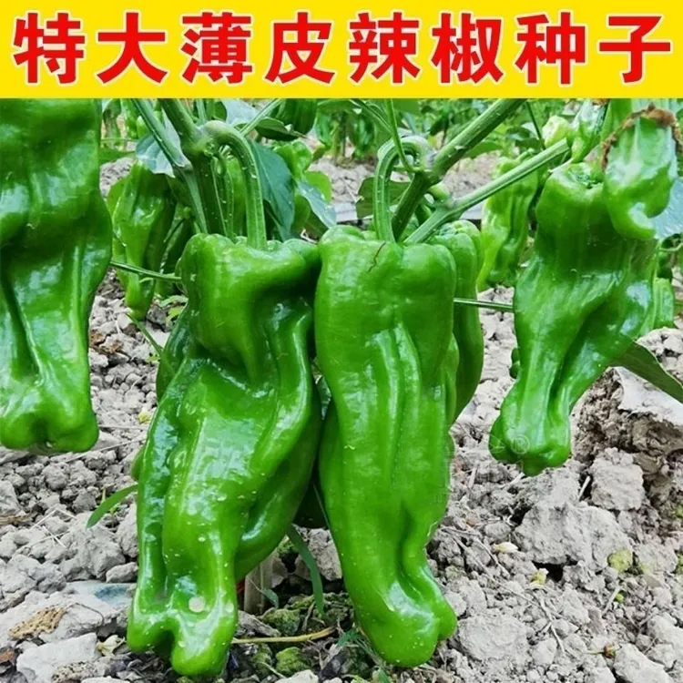 【当季新种】薄皮辣椒种子早熟大果皱皮辣椒香辣鲜脆高产抗病四蔬菜