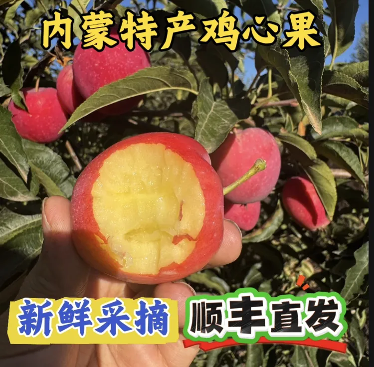 内蒙特产鸡心果脆甜多汁新鲜采摘顺丰直发
