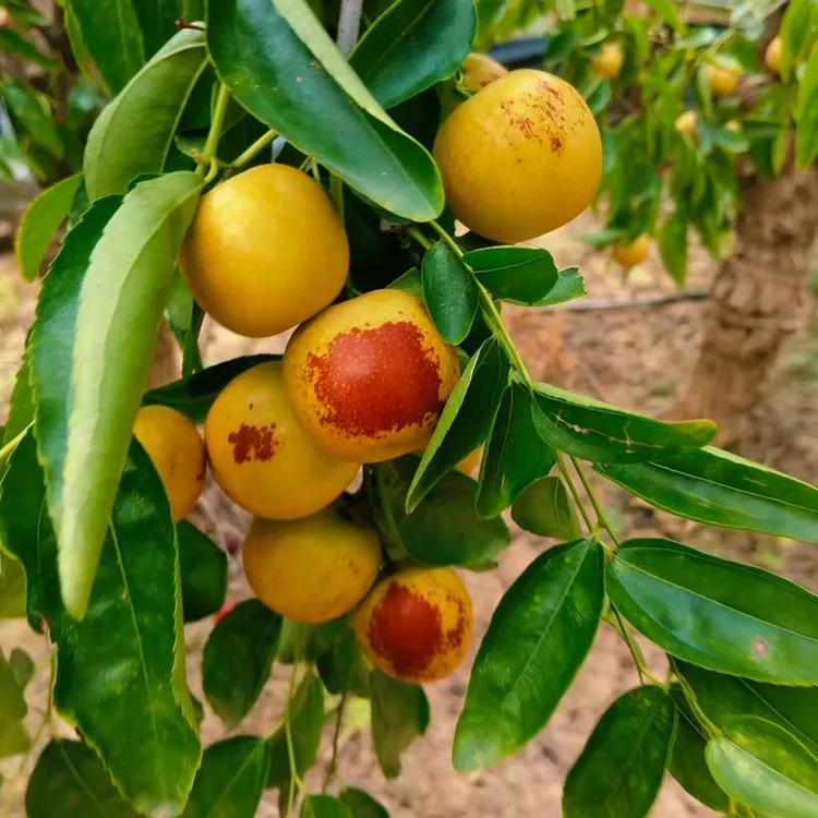 产地直发新鲜采摘永济冬枣脆爽夏季水果
